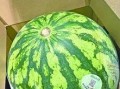 不教人吃瓜,不教人吃瓜的生活哲学