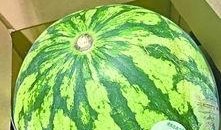 不教人吃瓜,不教人吃瓜的生活哲学