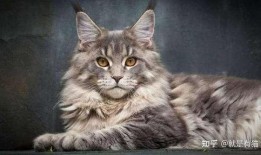 缅因猫吃瓜视频