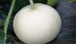 怀孕的人吃梨瓜,梨瓜助力母婴健康