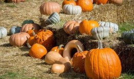 青海的吃瓜群众,揭秘当地特色美食与民俗风情