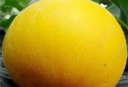 吃黄金哈密瓜,舌尖上的奢华美味之旅