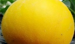 吃黄金哈密瓜,舌尖上的奢华美味之旅