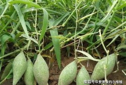 羊角瓜怎么吃呢,探索美味与营养的完美结合