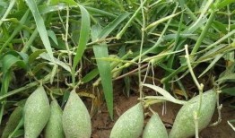 羊角瓜怎么吃呢,探索美味与营养的完美结合