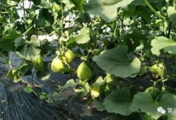 青菱瓜怎么吃,解锁夏日清新美味