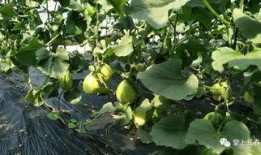 青菱瓜怎么吃,解锁夏日清新美味