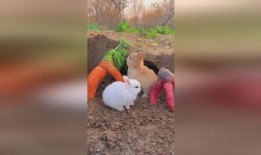 吃瓜兔无猜,揭秘娱乐圈背后的真实故事