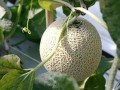 环境生物吃瓜