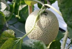 环境生物吃瓜