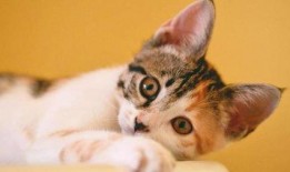 好奇吃瓜小猫图片,好奇吃瓜小猫的趣味瞬间