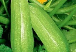 《吃瓜》中的冬瓜,清热解毒，养生佳品
