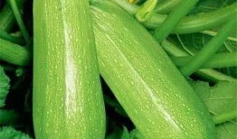 《吃瓜》中的冬瓜,清热解毒，养生佳品