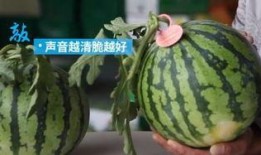 神巫奇才吃瓜,吃瓜群众揭秘奇幻世界背后的秘密