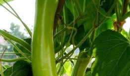 孕期可以吃瓠瓜,瓠瓜助力母婴健康