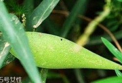 孕期吃梢瓜,营养益处与注意事项