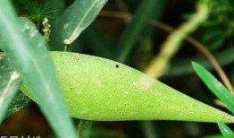 孕期吃梢瓜,营养益处与注意事项