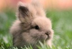 带你吃瓜养兔子,带你探秘“吃瓜养兔”的绿色生活新风尚