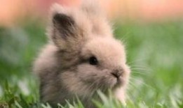 带你吃瓜养兔子,带你探秘“吃瓜养兔”的绿色生活新风尚