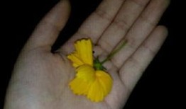 吃瓜读物视频大全,视频大全带你领略娱乐热点