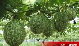 孕早期可以吃吊瓜,呵护母婴健康