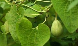 孕期吃梢瓜,营养益处与注意事项