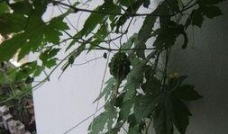 站在窗台吃瓜,一瞥人间百态