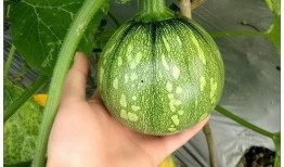 小穹吃瓜,揭秘娱乐圈那些不为人知的幕后故事