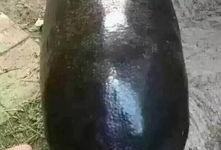 吃瓜嘴巴黑黑的,揭秘嘴巴黑黑背后的秘密