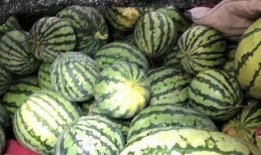 川传最新吃瓜,揭秘校园风云背后的真相