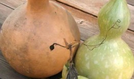 怀孕吃葫芦瓜利与弊,益处与注意事项解析