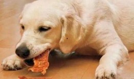 板凳吃瓜剩饭喂狗,一幕温馨的人狗情缘