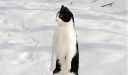 吃瓜阿呆,揭秘娱乐圈背后的那些事儿