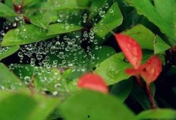 《吃瓜捉虫过小暑》