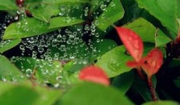 《吃瓜捉虫过小暑》