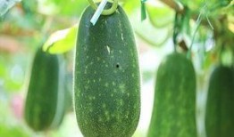 立秋之后吃瓜,清凉一夏，养生新风尚