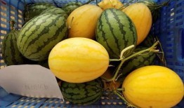 聪明瓜怎么吃,开启智慧生活的美味之旅