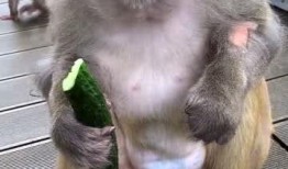 猴子吃瓜道理,揭示人性中的贪嗔痴