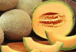 多恩吃哈密瓜,一场味蕾的旅行