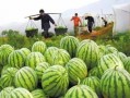 美国吃瓜网,揭秘娱乐圈幕后真相，带你领略不一样的娱乐世界
