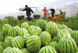 美国吃瓜网,揭秘娱乐圈幕后真相，带你领略不一样的娱乐世界