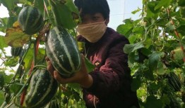 瓜哥带你吃瓜到了长沙,跟随瓜哥探寻地道风味