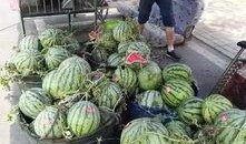 博山吃瓜事件,一场引发社会热议的食品安全风波