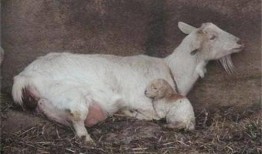 母羊吃瓜好吗,营养与适宜性的探讨