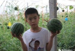 惠民吃瓜,揭秘美食背后的民生故事