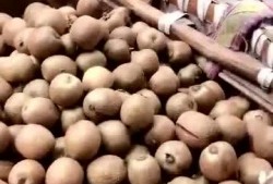 野生雨点带你吃瓜,野生雨点带你探索雨林美食之旅