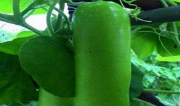 老瓠瓜怎么吃,家常美味新体验