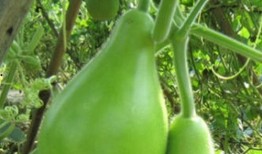 孕期可以吃瓠瓜,瓠瓜助力母婴健康