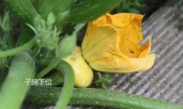 吃蜜糖长大的吧 吃瓜