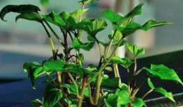 各个主播吃树叶瓜,奇趣尝鲜，绿色美食之旅